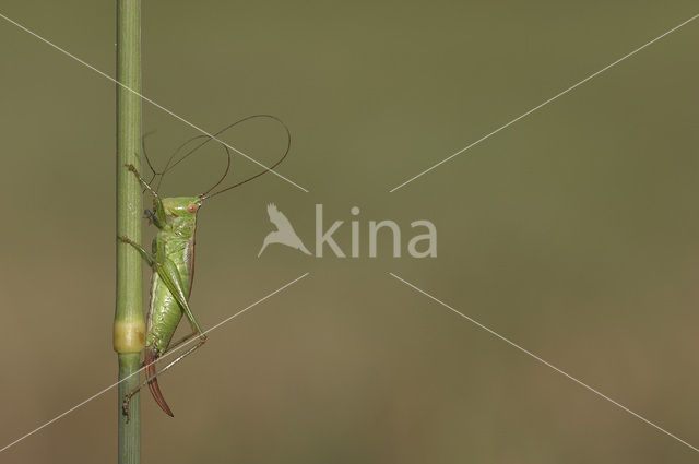 Short-winged Cone-head (Conocephalus dorsalis)