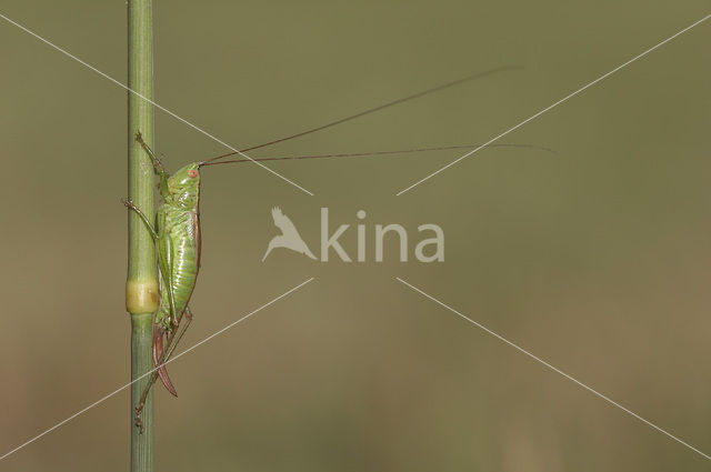 Short-winged Cone-head (Conocephalus dorsalis)
