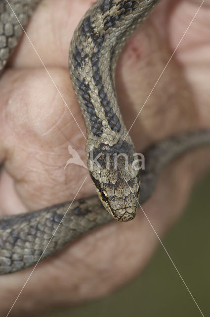Smooth Snake (Coronella austriaca)