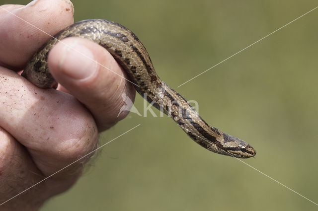 Smooth Snake (Coronella austriaca)