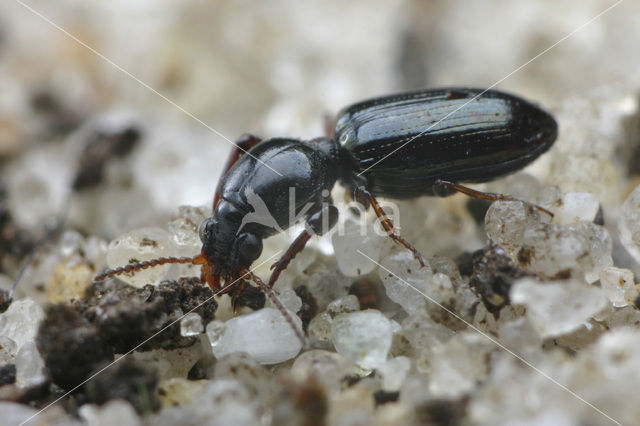 Dyschirius politus