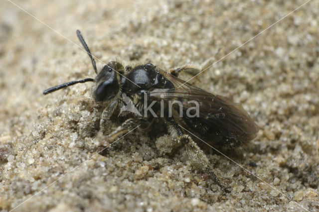 Glimmende dwergzandbij (Andrena minutuloides)