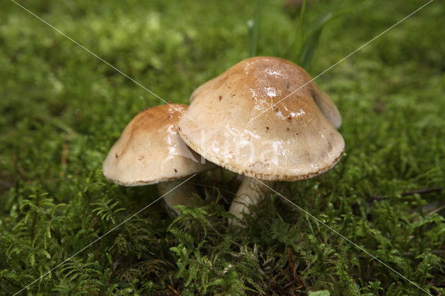 Gordijnzwam (Cortinarius spec)