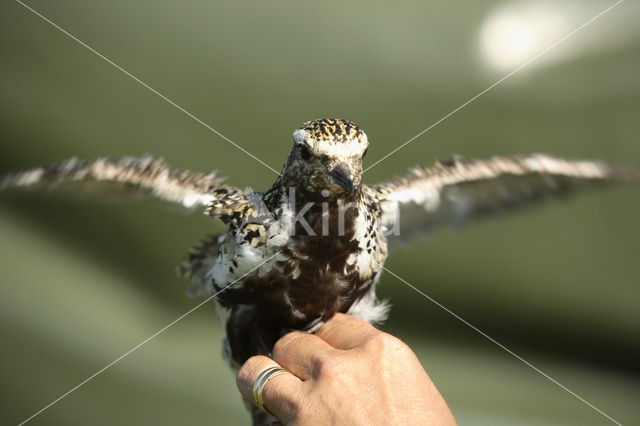 Goudplevier (Pluvialis apricaria)