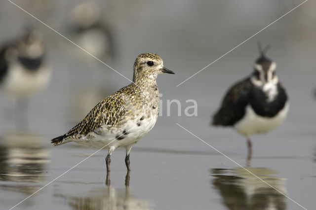 Golden Plover (Pluvialis apricaria)