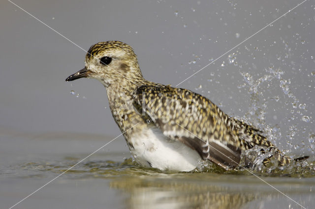 Goudplevier (Pluvialis apricaria)