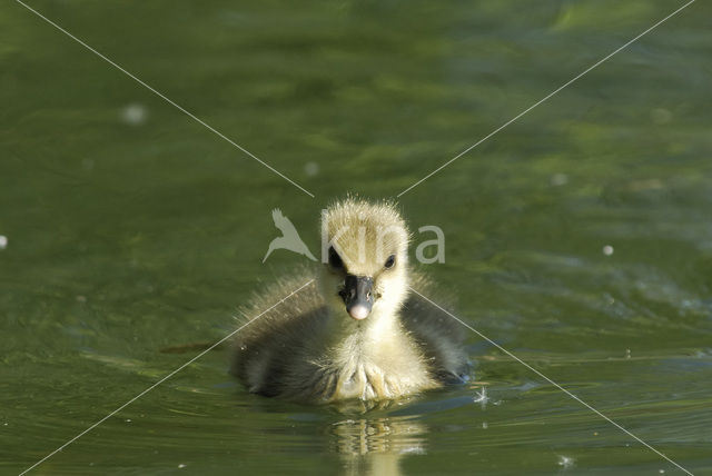 Grey Lag-Goose (Anser anser)