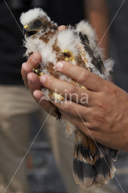 Montagu’s Harrier (Circus pygargus)