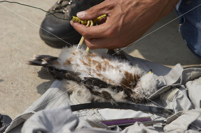 Montagu’s Harrier (Circus pygargus)