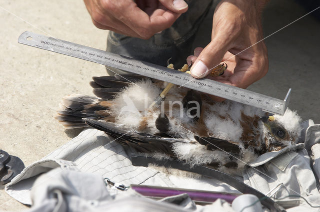 Montagu’s Harrier (Circus pygargus)