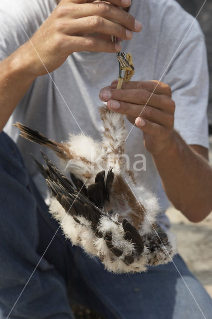 Montagu’s Harrier (Circus pygargus)