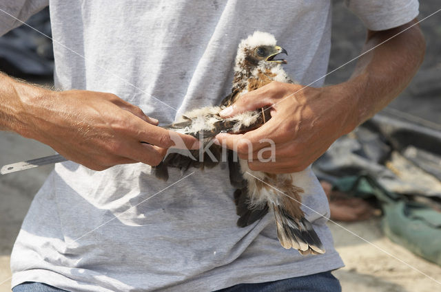 Montagu’s Harrier (Circus pygargus)