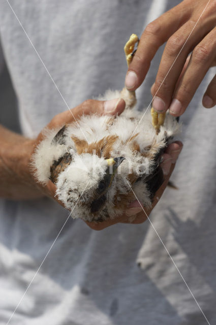 Montagu’s Harrier (Circus pygargus)