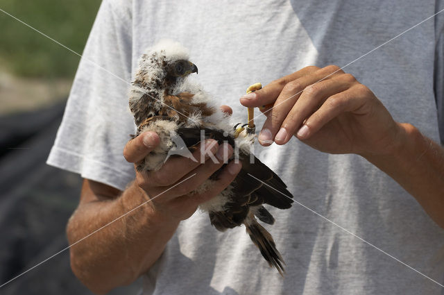 Montagu’s Harrier (Circus pygargus)