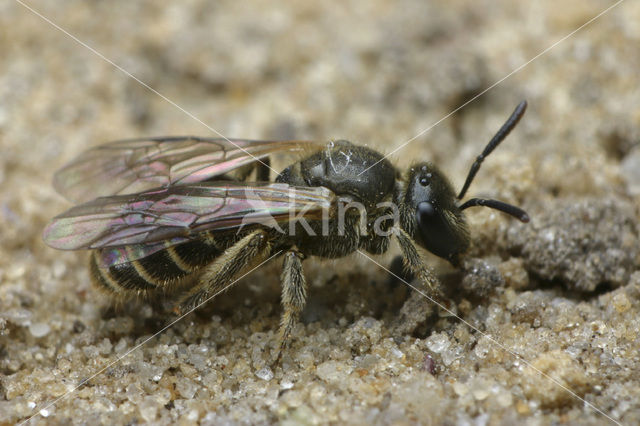 sweat bee (Lasioglossum sp)