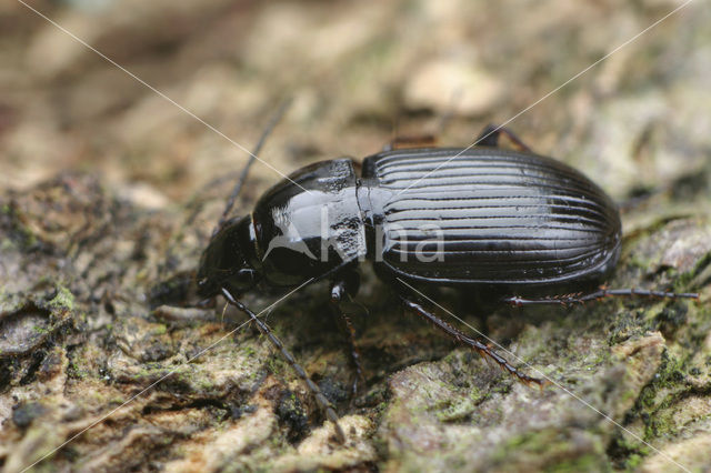 Pterostichus vernalis