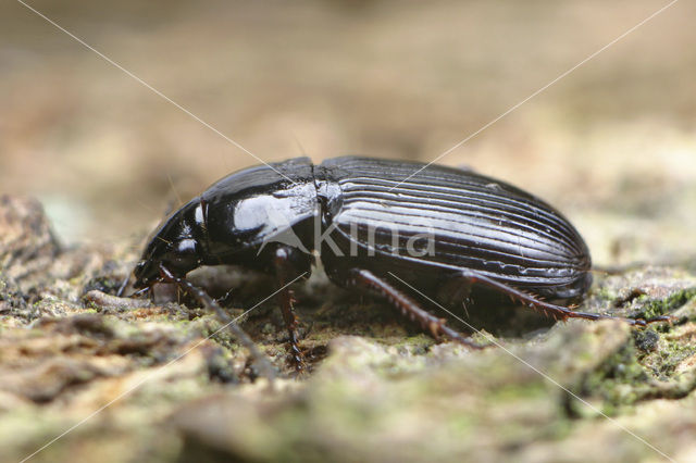 Groeftarszwartschild (Pterostichus vernalis)