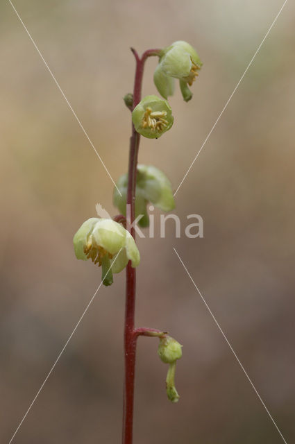 Greenish-flowered Wintergreen (Pyrola chlorantha)