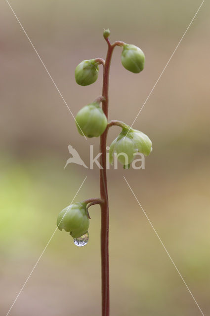 Greenish-flowered Wintergreen (Pyrola chlorantha)