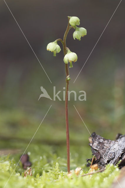 Greenish-flowered Wintergreen (Pyrola chlorantha)