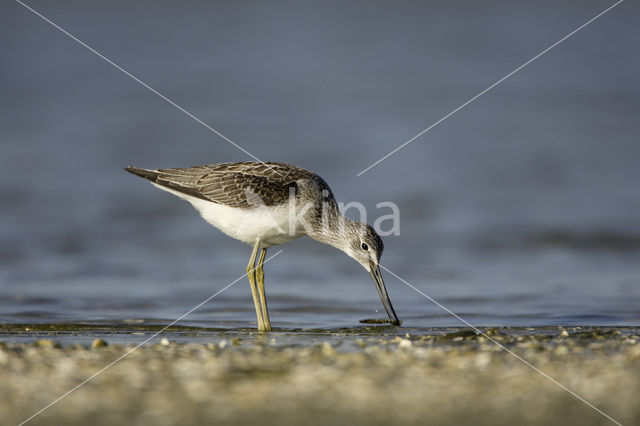 Groenpootruiter (Tringa nebularia)