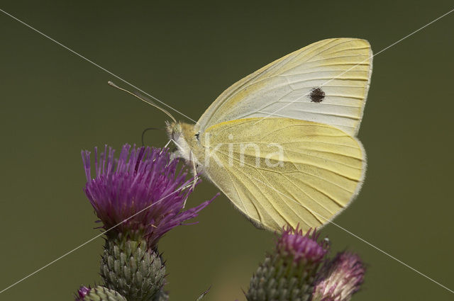 Groot koolwitje (Pieris brassicae)