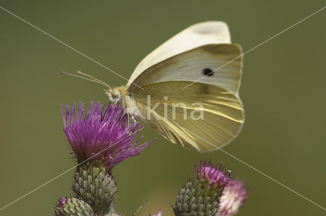 Groot koolwitje (Pieris brassicae)