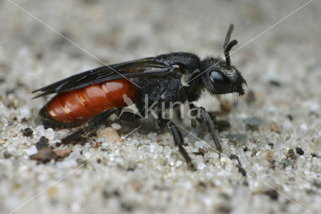 Sphecodes albilabris