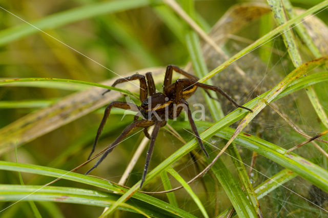 Great Raft Spider (Dolomedes plantarius)