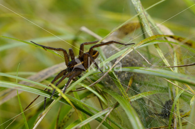 Grote gerande oeverspin