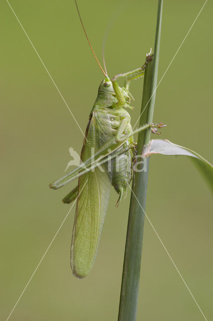 Grote groene sabelsprinkhaan (Tettigonia viridissima)