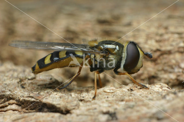 Grote Kommazwever (Eupeodes luniger)