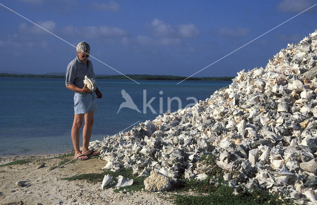 pink conch