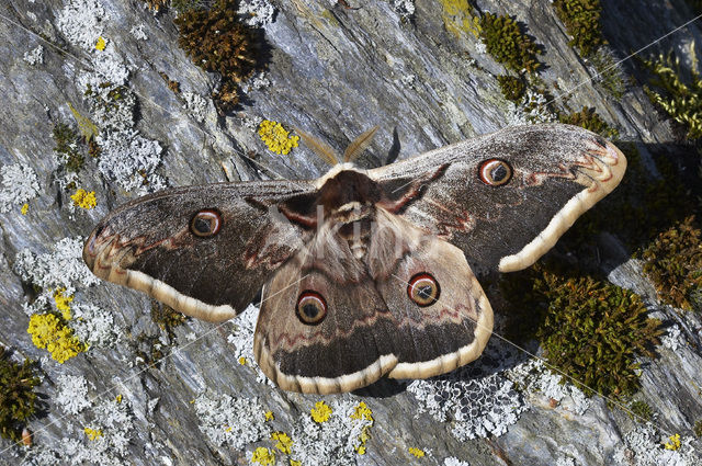 Grote nachtpauwoog (Saturnia pyri)