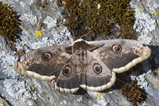 Grote nachtpauwoog (Saturnia pyri)