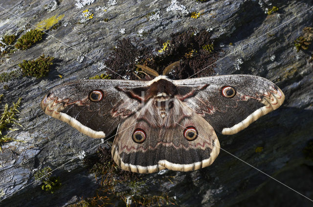 Grote nachtpauwoog (Saturnia pyri)