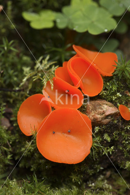 Grote oranje bekerzwam (Aleuria aurantia)