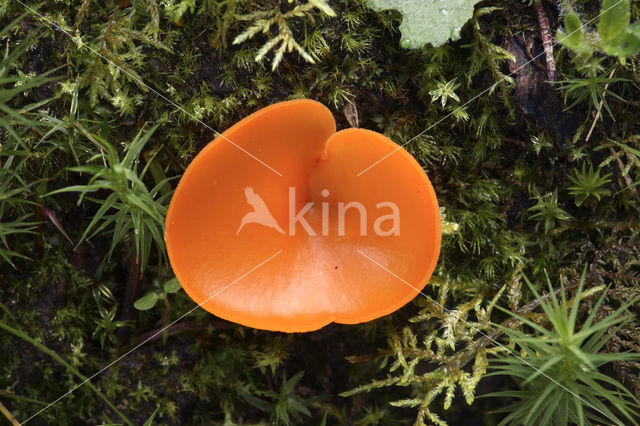 Orange Peel Fungus (Aleuria aurantia)