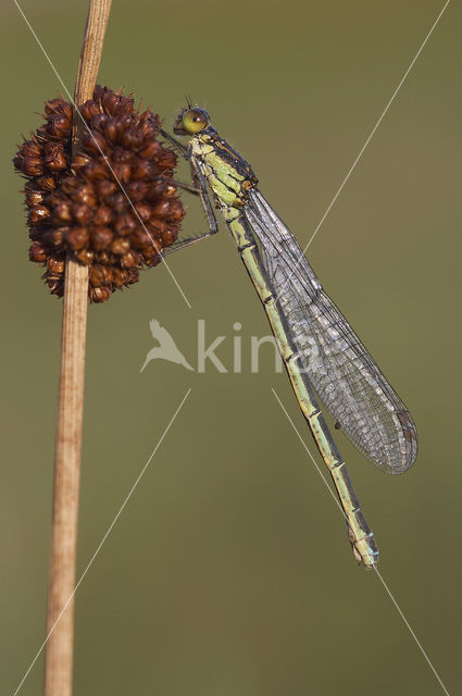 Grote roodoogjuffer (Erythromma najas)