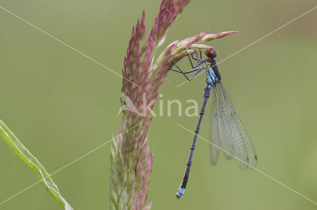 Grote roodoogjuffer (Erythromma najas)