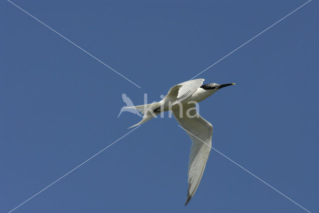 Sandwich Tern (Sterna sandvicensis)