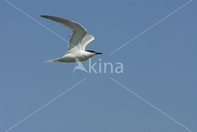 Sandwich Tern (Sterna sandvicensis)