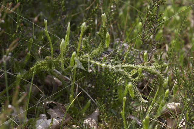 Grote wolfsklauw (Lycopodium clavatum)