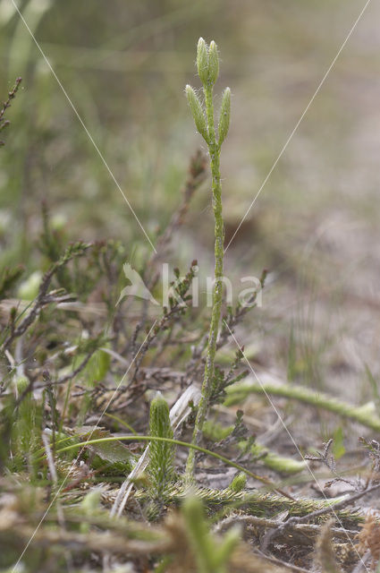 Stag’s-horn Clubmoss (Lycopodium clavatum)