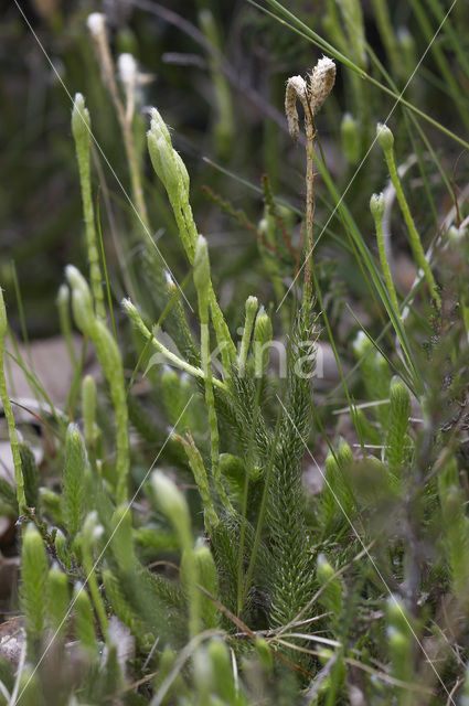 Stag’s-horn Clubmoss (Lycopodium clavatum)