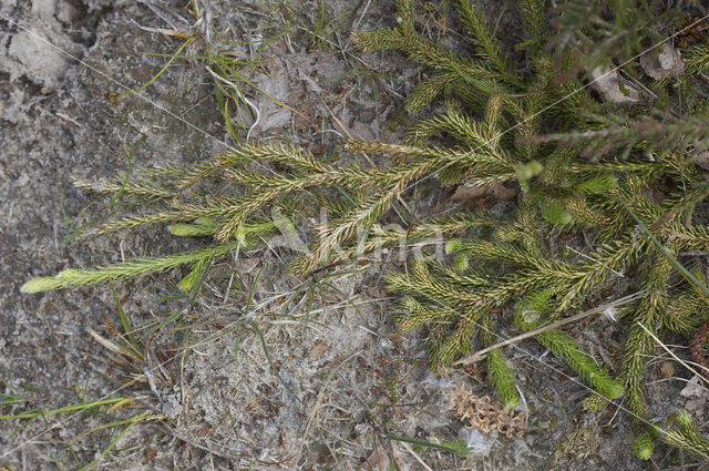 Grote wolfsklauw (Lycopodium clavatum)