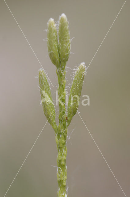 Stag’s-horn Clubmoss (Lycopodium clavatum)