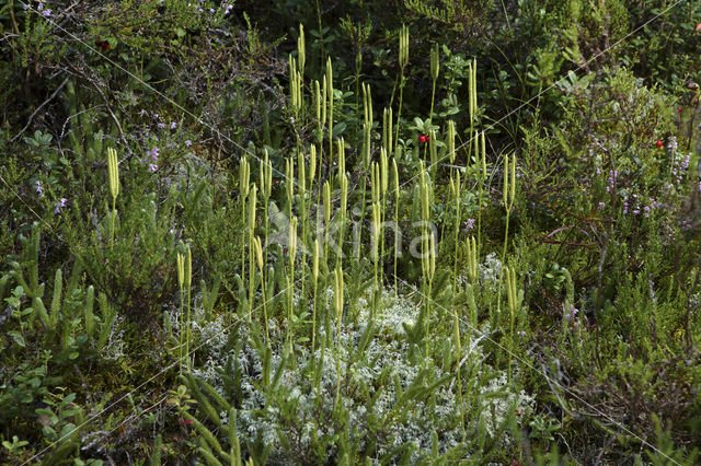 Stag’s-horn Clubmoss (Lycopodium clavatum)