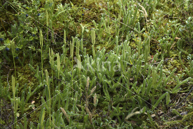 Stag’s-horn Clubmoss (Lycopodium clavatum)
