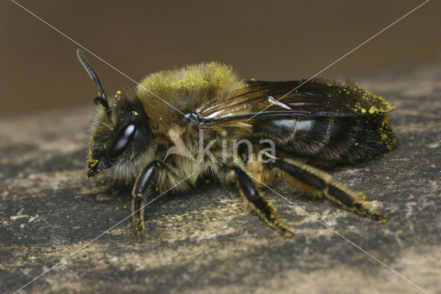 Grote zijdebij (Colletes cunicularius)